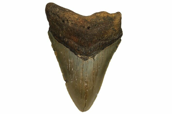 Fossil Megalodon Tooth - North Carolina #186596